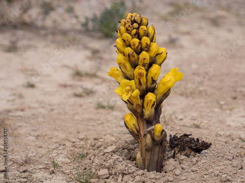 Wild yellow little plant with flowers, close up