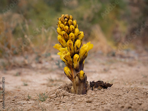 Wild yellow little plant with flowers, close up