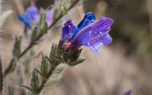 Purple flower macro