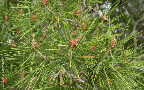 pine needles, pine leafs close up