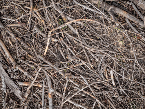 Dry branches pattern texture