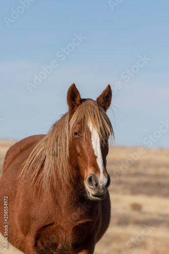 Wild Horse in Winter in Utah