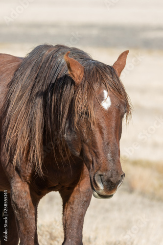 Fototapeta Naklejka Na Ścianę i Meble -  Wild Horse in Winter in Utah