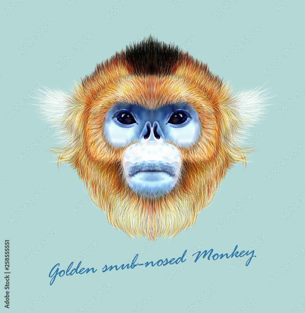 Golden snub-nosed monkey wild animal blue face. Vector Asian, Chinese,  Japanese funny red-haired head primate portrait. Realistic fur portrait of  jungle golden ape isolated on blue background. Stock Vector | Adobe Stock