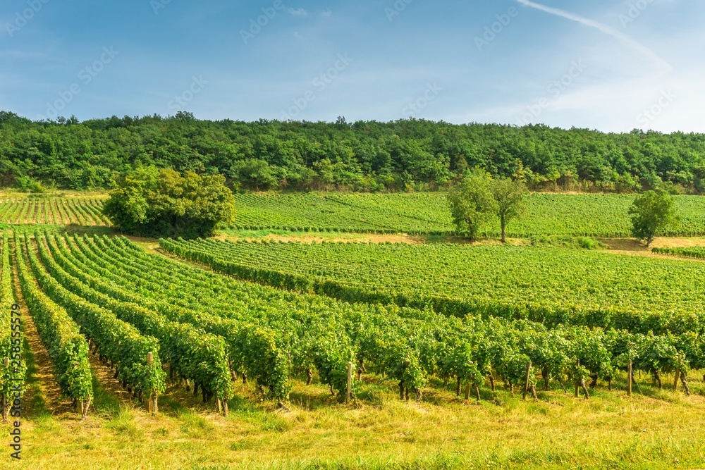 Rows of vineyard grape landscape in Bourgogne, France
