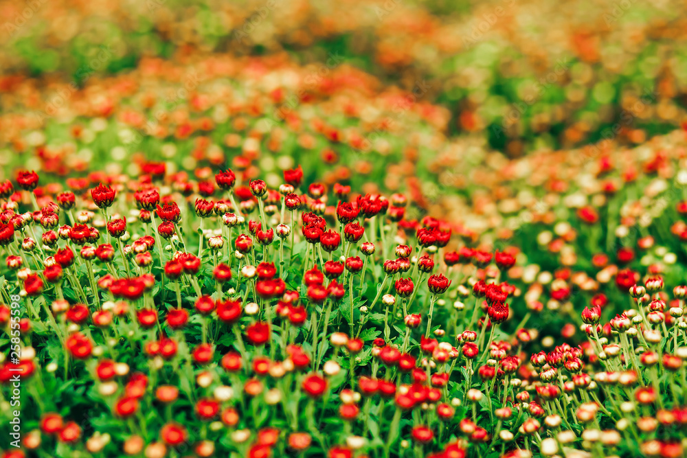 background of blooming flowers. flower bed in spring. Blurred background