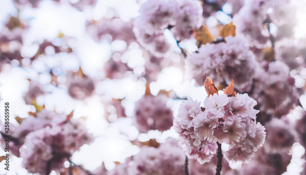 macro pink blossom cherry tree in spring garden, sakura tree on background closeup, beautiful romantic flowers for card clean space for text, blooming flora outdoor springtime concept macro pink blossom cherry tree in spring garden, sakura tree on background closeup, beautiful romantic flowers for card clean space for text, blooming flora outdoor springtime concept