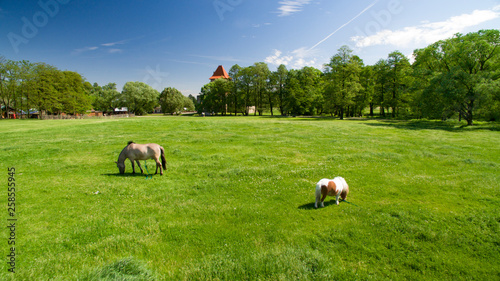 Ponies graze on the green vibrant grass. Old castle in the background.