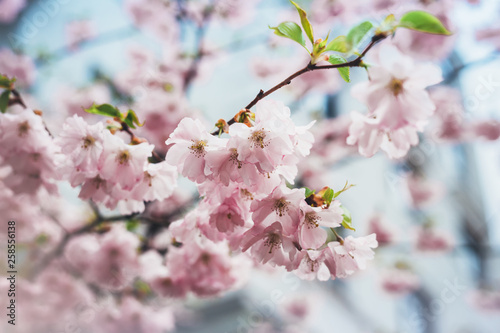 pink blossom tree on background sun flare in green spring garden  beautiful romantic flowers in nature for card clean space for text  blooming bud flora outdoor springtime concept