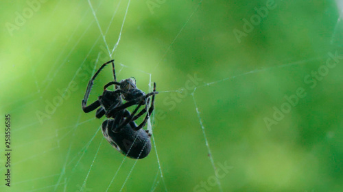 Slow motion footage of black big spider wrapping a fly in a silk web, on a green vibrant background in forest