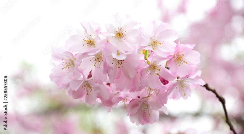 Zierkirschenblüten vor hellen Hintergrund freigestellt