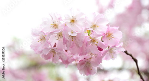 Zierkirschenblüten vor hellen Hintergrund freigestellt © Zeitgugga6897