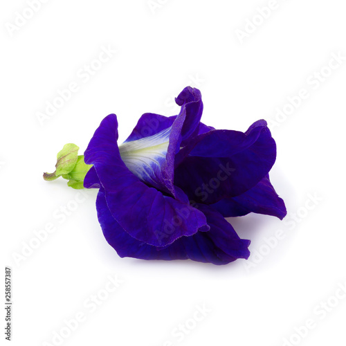 Close up of Butterfly pea flower isolated on a white background