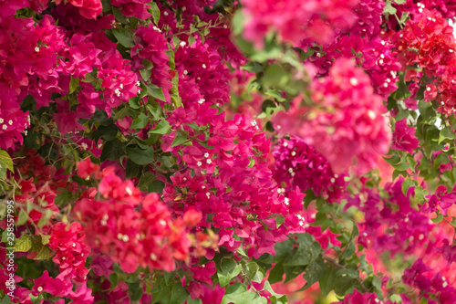 Print op canvas Close up of Blooming Magenta bougainvillaea