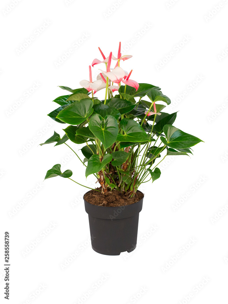 Pink pot plant vase isolated on white background