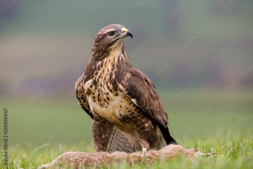 Common Buzzard (Buteo buteo) feeding on a rabbit in the mid-Wales countryside, UK Common Buzzard (Buteo buteo) feeding on a rabbit in the mid-Wales countryside, UK