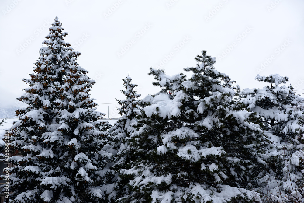 Snow covered trees