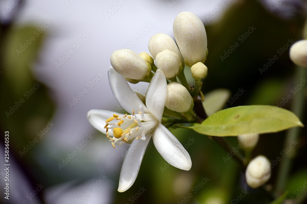 Orange.White orange flower on sky background Orange.White orange flower on sky background