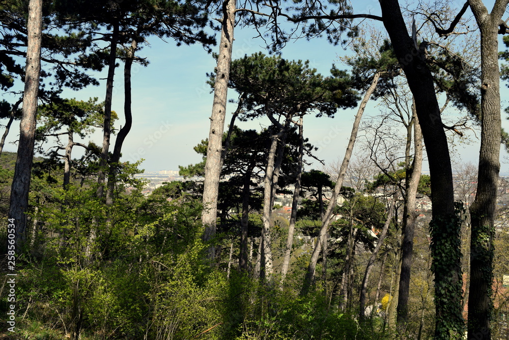 Naklejka premium trees in the green park 