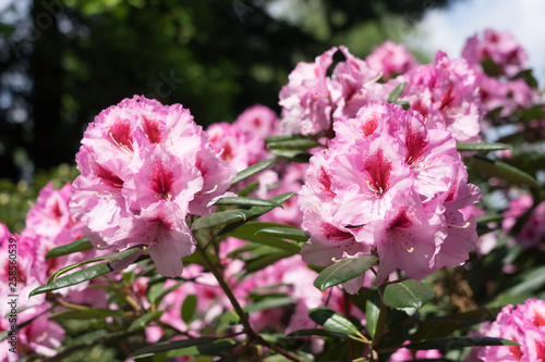 Rhododendronblüte (pink) - Makro