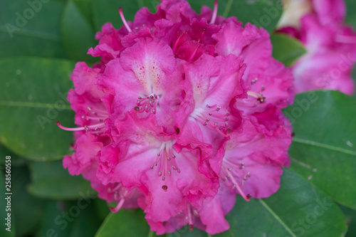 Rhododendronblüte (pink) - Makro