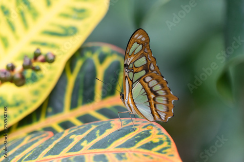 Bunter Schmetterling 