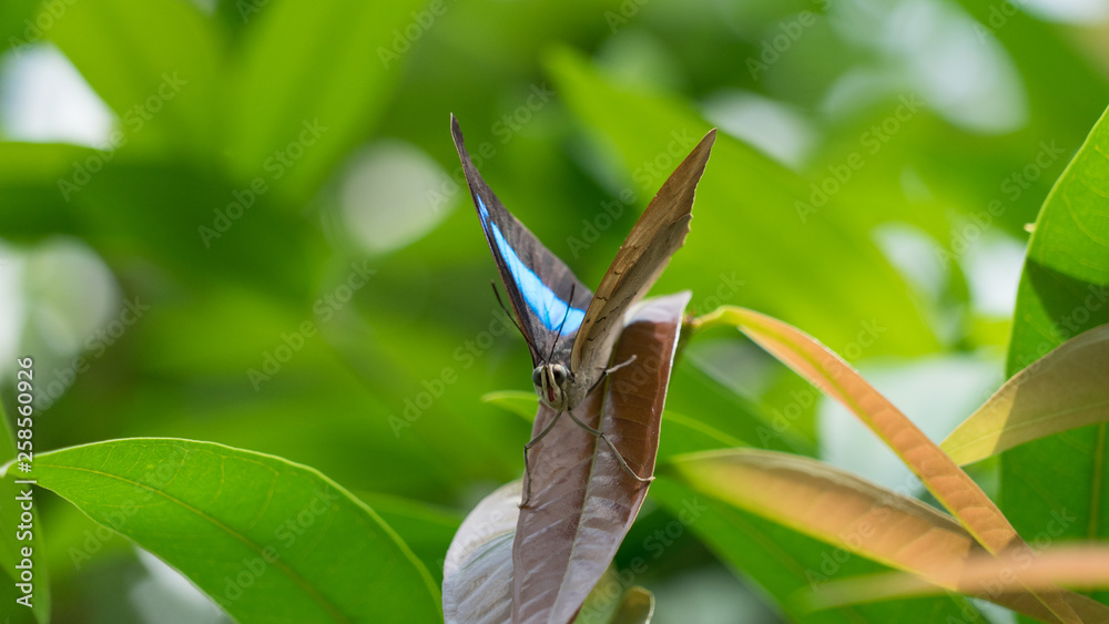 Obraz premium Bunter Schmetterling (Papilio nireus) in grüner Natur