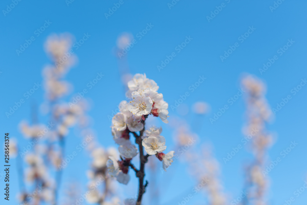 Pink cherry blossom against the blue spring sky.