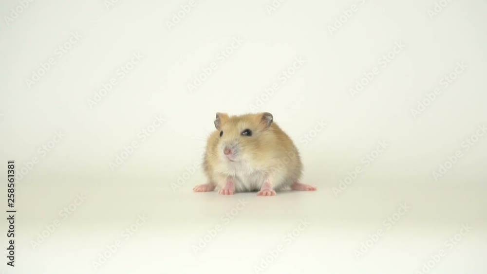 Funny Jungar hamster 