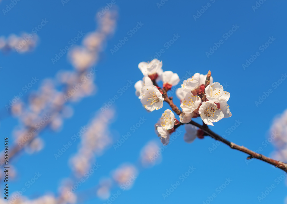 Pink cherry blossom against the blue spring sky. Pink cherry blossom against the blue spring sky.