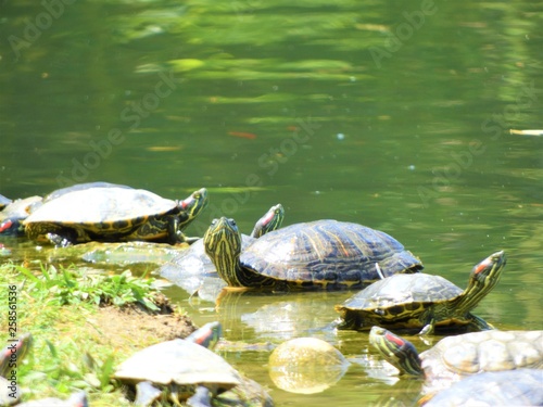 turtles in a pond