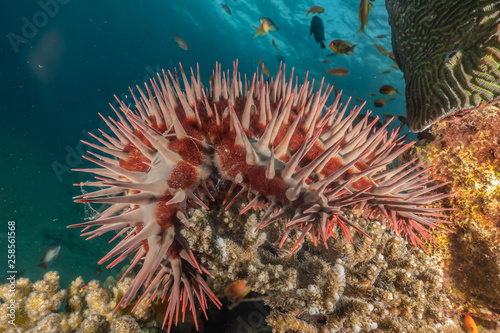 Red Sea Fire Urchin in the Red Sea Colorful and beautiful, Eilat Israel