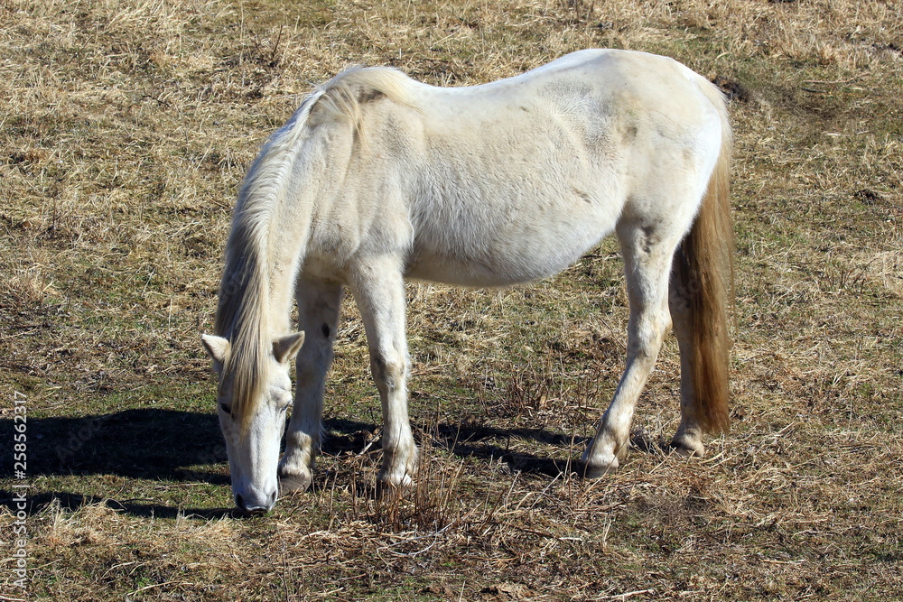 Beautiful horses in spring in the meadow eat grass. Horse walking in field. Beautiful horses in spring in the meadow eat grass. Horse walking in field.