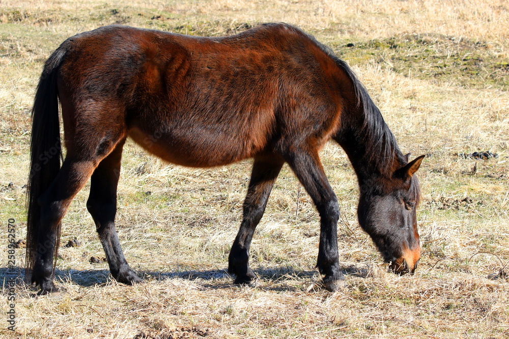 Fototapeta premium Beautiful horses in spring in the meadow eat grass. Horse walking in field. 