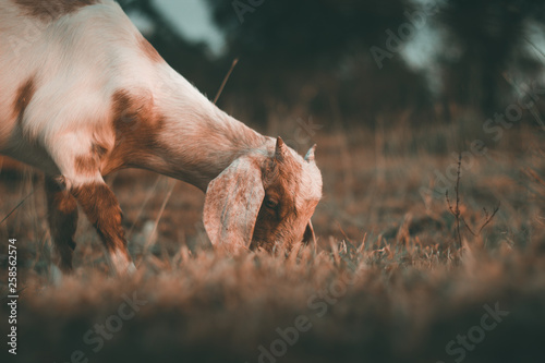 Goat in field © Candies