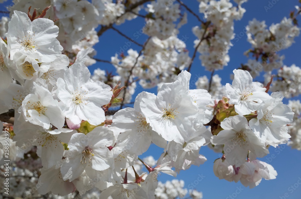 Cherry Blossom, Jersey, U.K. Flowering canopy in Spring. Cherry Blossom, Jersey, U.K. Flowering canopy in Spring.