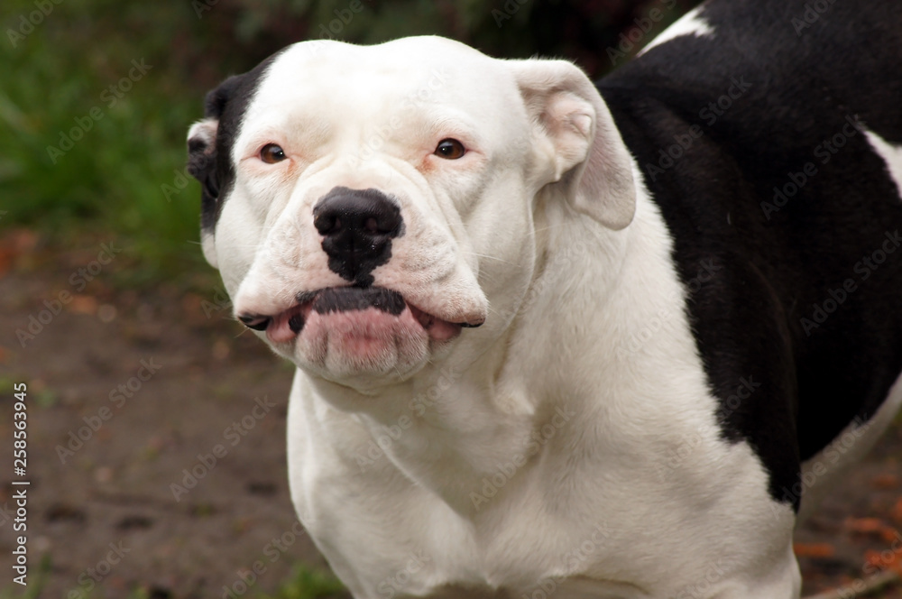 Hund Bulldogge mit lächelndem Gesicht