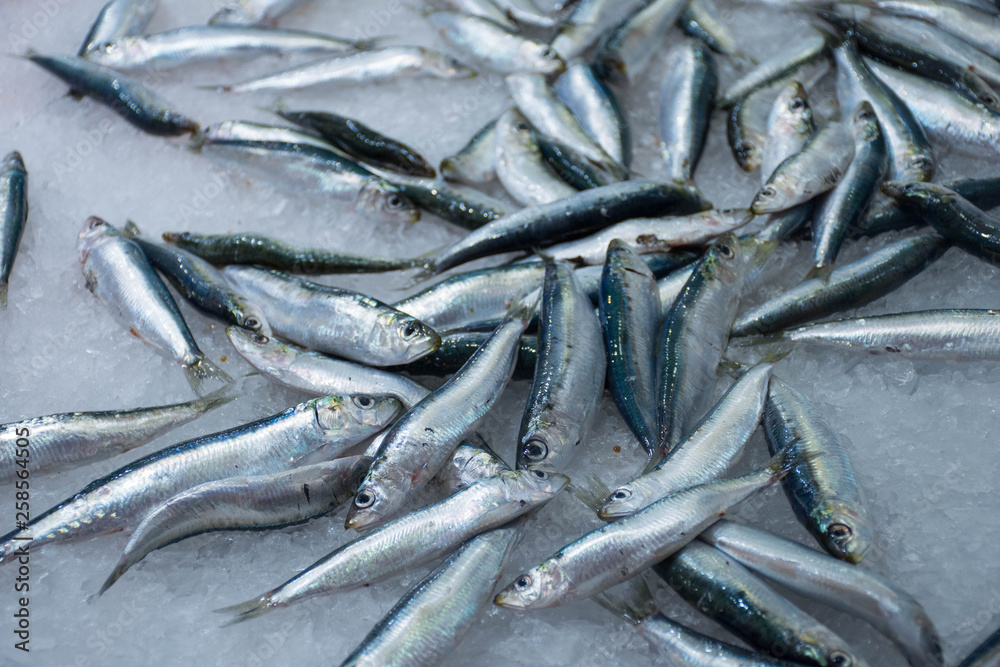 Fresh sardines in the market Fresh sardines in the market