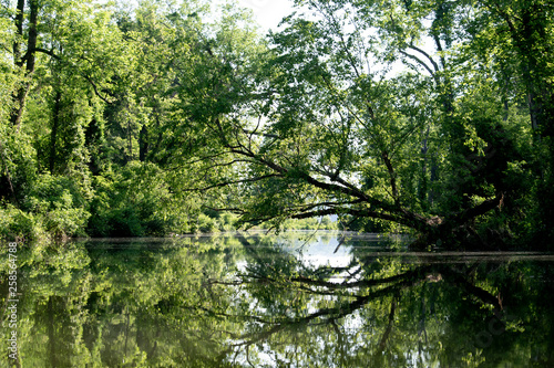Trees reflected in water
