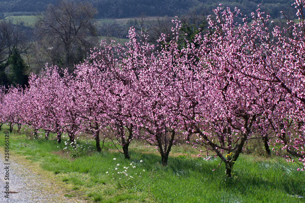 blooming tree in spring,flower,pink,flowering, beautiful,flora, blooming tree in spring,flower,pink,flowering, beautiful,flora,