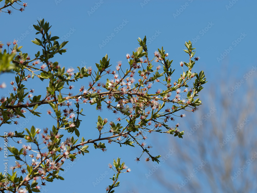 Le Mirabellier en fleurs aux premiers jours du printemps 'Prunus domestica syriaca' Le Mirabellier en fleurs aux premiers jours du printemps 'Prunus domestica syriaca'