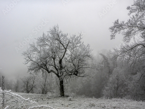 Frozen Tree