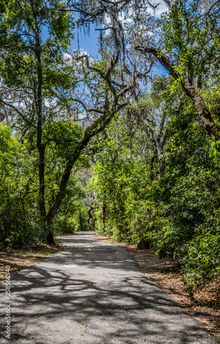 Fototapeta Naklejka Na Ścianę i Meble -  pathway in the park at Crews Lake Wilderness Park, Florida