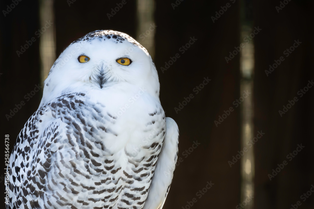 Obraz premium Portrait of snowy owl looking in camera on dark blurred background.