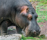 Hippopotamus on the lawn eating grass. Latin name - Hippopotamus amphibius