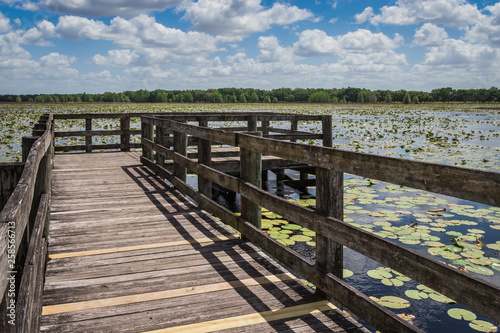 Fototapeta Naklejka Na Ścianę i Meble -  boardwalk through the marsh at Crews Lake Wilderness Park, Florida