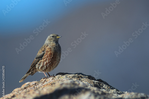 Fotografie sordone (Prunella collaris) su roccia in montagna con sfondo chiaro