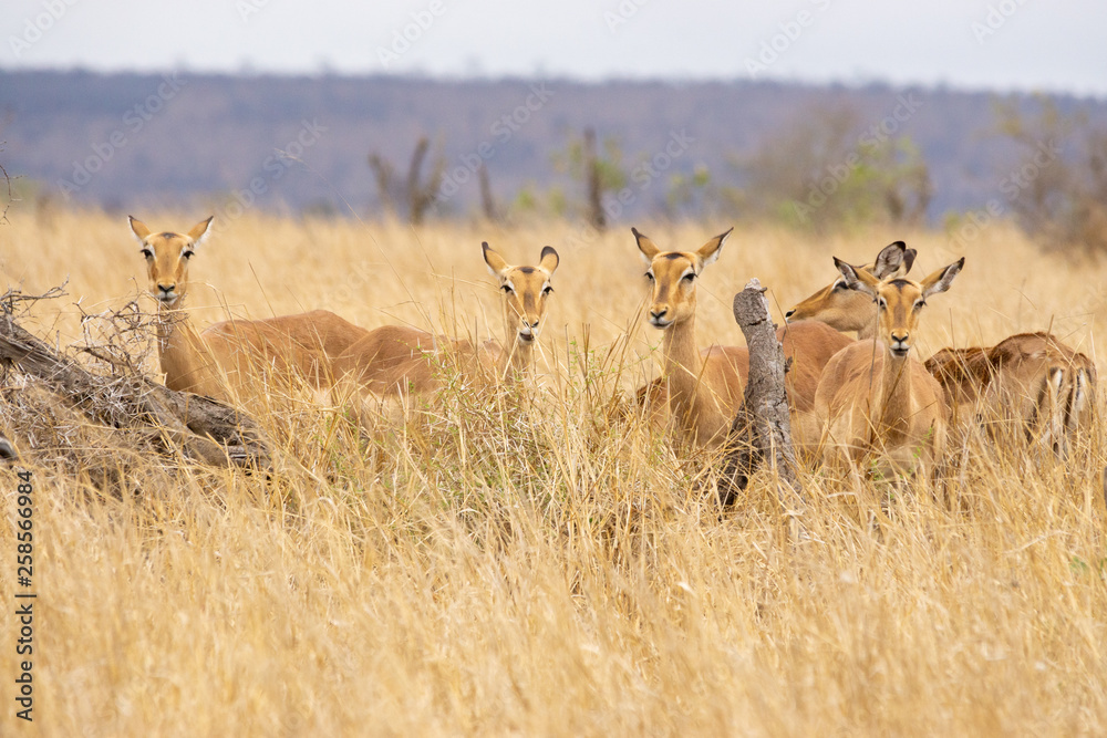 Naklejka premium Impala
