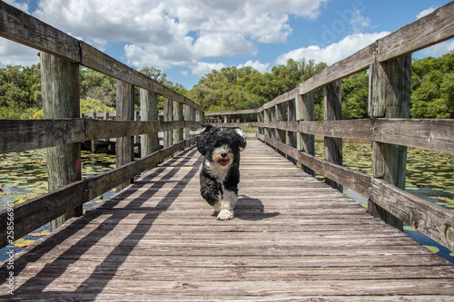 Portuguese Water Dog running on the boardwalk at Crews Lake Wilderness Park