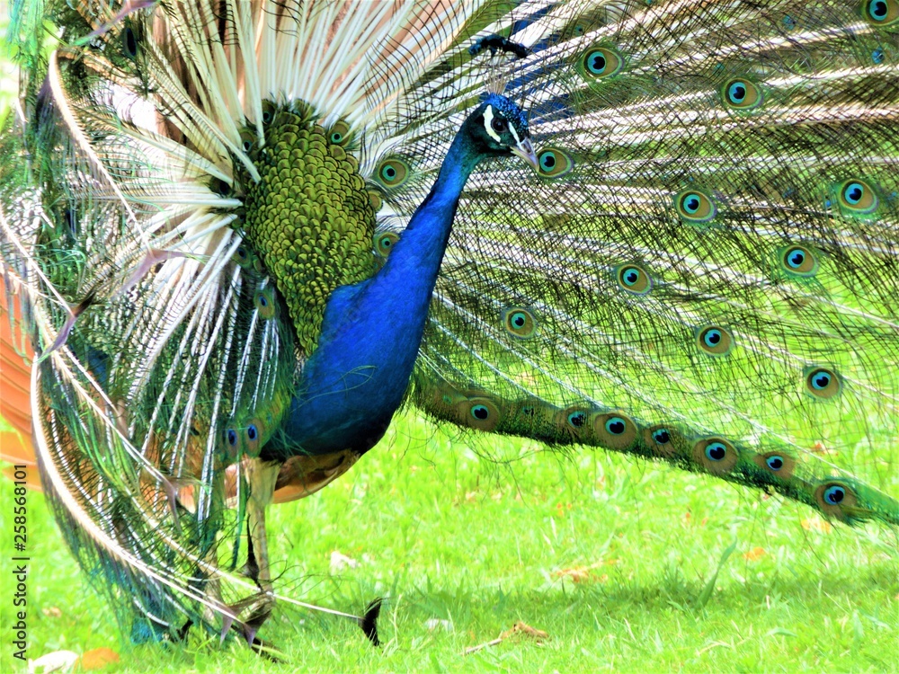 Obraz premium peacock with feathers out